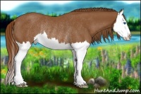 Horse Color:Chestnut Splash Rabicano