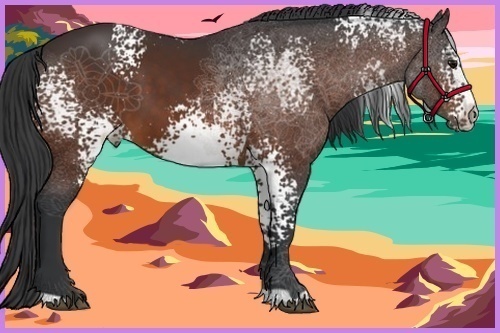 Horse Color:White Spotted Bay 