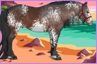 Horse Color:White Spotted Bay 