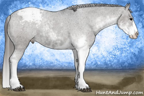 Horse Color:Black Sabino Appaloosa 