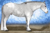 Horse Color:Black Sabino Appaloosa 