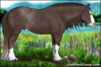 Horse Color:Liver Chestnut Splash Rabicano 