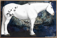 Horse Color:Black Tobiano Appaloosa 