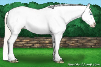 Horse Color:Chocolate Palomino Pearl Near Leopard