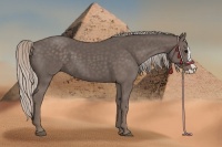 Horse Color:Silver Black Splash