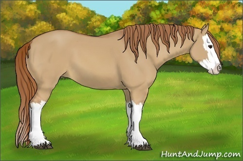 Horse Color:Red Dun Splash 