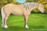 Horse Color:Silver Amber Champagne