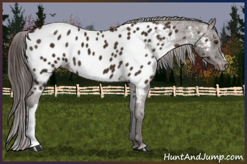Horse Color:Liver Chestnut Appaloosa 