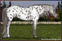 Horse Color:Liver Chestnut Appaloosa 