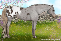 Horse Color:Liver Chestnut Appaloosa 