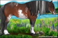 Horse Color:White Spotted Bay 