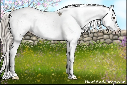 Horse Color:Chocolate Palomino Sabino Splash