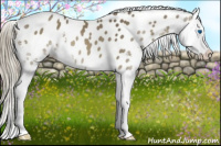 Horse Color:Liver Chestnut Sabino Splash Appaloosa 