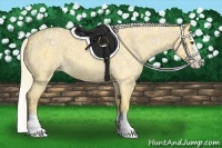 Horse Color:Palomino Roan Dun Splash 