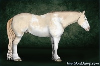 Horse Color:Chocolate Perlino Dun Sabino 