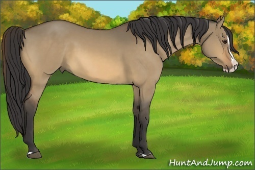 Horse Color:Buckskin Dun Splash 