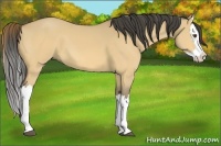 Horse Color:Buckskin Dun Splash