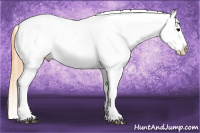 Horse Color:Smoky Grullo Splash Appaloosa 