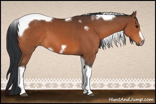 Horse Color:Bay Tobiano Frame
