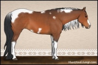 Horse Color:Bay Tobiano Frame