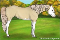 Horse Color:Palomino Dun Splash 