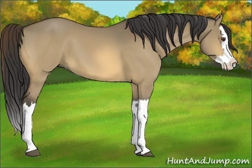 Horse Color:Buckskin Dun Splash