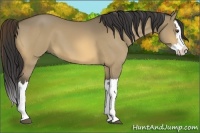Horse Color:Buckskin Dun Splash 