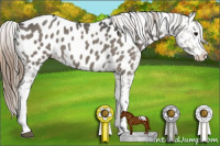 Horse Color:Smoky Grullo Splash Appaloosa