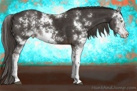 Horse Color:Liver Chestnut Sabino 