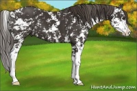 Horse Color:Liver Chestnut Sabino