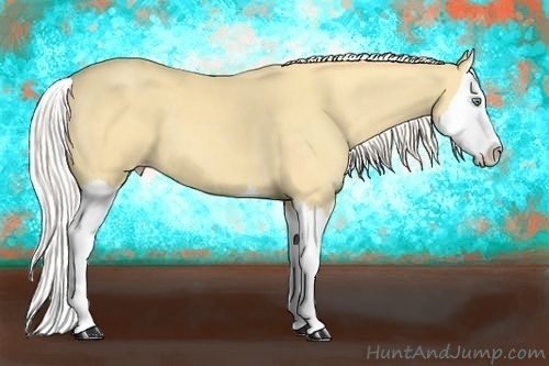 Horse Color:Silver Amber Cream Champagne Dun Splash 