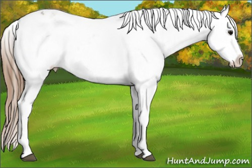 Horse Color:White Spotted Buckskin Appaloosa 