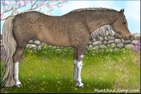 Horse Color:Chocolate Palomino 