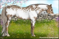 Horse Color:White Spotted Chocolate Palomino Frame Rabicano