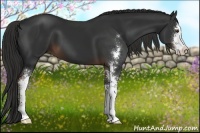 Horse Color:Liver Chestnut Sabino