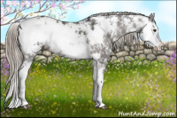 Horse Color:Liver Chestnut Sabino Appaloosa 