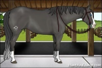 Horse Color:Smoky Grullo Splash