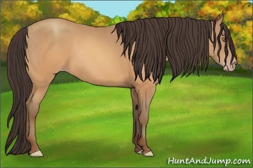 Horse Color:Sable Champagne 