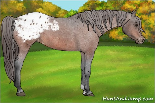 Horse Color:Bay Appaloosa 