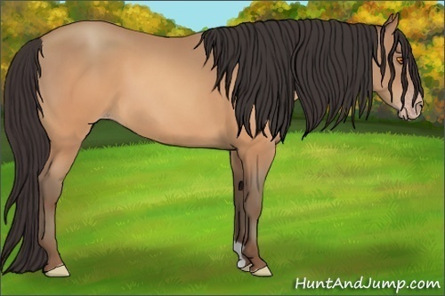 Horse Color:Sable Champagne 