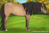 Horse Color:Sable Champagne 