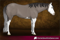Horse Color:Smoky Grullo Splash