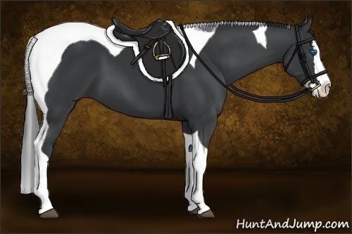 Horse Color:Black Sabino Splash Tobiano 