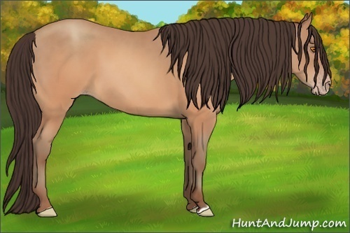 Horse Color:Sable Champagne 