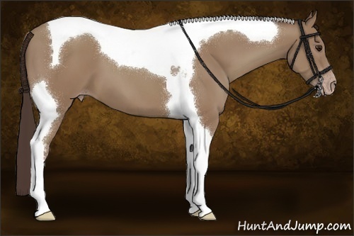 Horse Color:Classic Champagne Tobiano