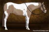 Horse Color:Classic Champagne Tobiano 
