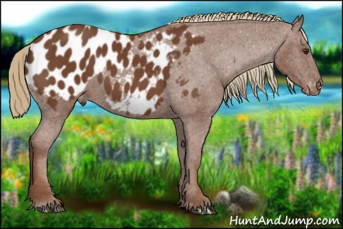 Horse Color:Chestnut Appaloosa