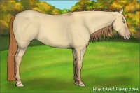 Horse Color:Gold Champagne Dun 