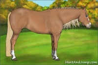 Horse Color:Chestnut Splash Frame 