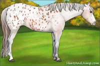 Horse Color:Bay Appaloosa 